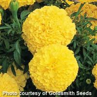 Inca I I Yellow African Marigold