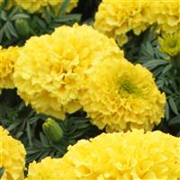 Little Duck Yellow African Marigold