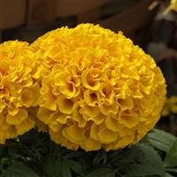Proud Mari Gold African Marigold