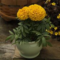 Proud Mari Gold African Marigold