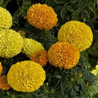 Proud Mari Mix African Marigold