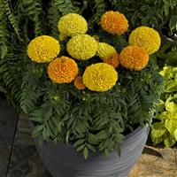 Proud Mari Mix African Marigold