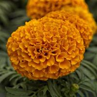 Proud Mari Orange African Marigold