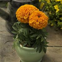 Proud Mari Orange African Marigold