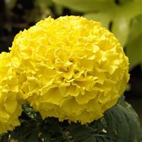 Proud Mari Yellow African Marigold
