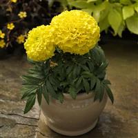 Proud Mari Yellow African Marigold