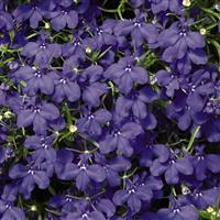 Palace Blue Lobelia
