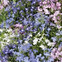 Palace Mix Lobelia