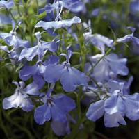 Palace Sky Blue Lobelia
