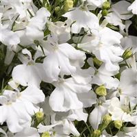Palace White Lobelia
