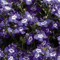 Palace Blue with Eye Lobelia