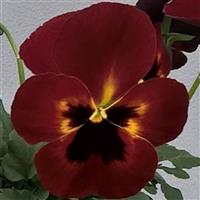 Freefall XL Fire Pansy