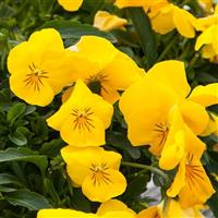 Freefall XL Golden Yellow Pansy