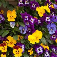 Freefall XL Mix Pansy