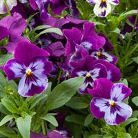 Freefall XL Purple Face Pansy