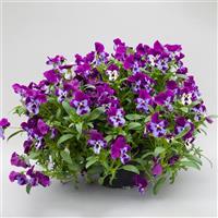 Freefall XL Purple Face Pansy