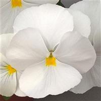 Freefall XL White Pansy