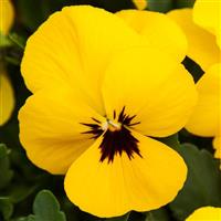 Freefall XL Yellow Blotch Pansy