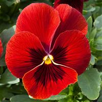 Freefall XL Scarlet Blotch Pansy