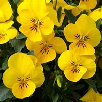 Freefall XL Bright Yellow Pansy
