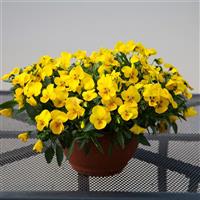 Freefall XL Bright Yellow Pansy