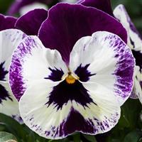Freefall XL Victoriana Pansy