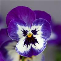 Freefall XL Blue Picotee Shades Pansy