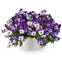 Freefall XL Blue Picotee Shades Pansy