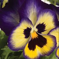 Blueberry Thrill Pansy