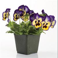 Blueberry Thrill Pansy