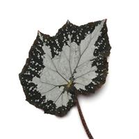 Jurassic Megalo™ Croc Rex Begonia