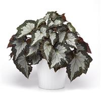 Jurassic Megalo™ Croc Rex Begonia
