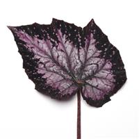 Jurassic Megalo™ Komodo Rex Begonia