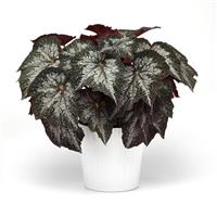 Jurassic Megalo™ Komodo Rex Begonia