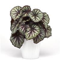 Jurassic Megalo™ Reptile Rex Begonia