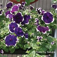 Hulahoop Blue Petunia