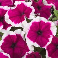 Hulahoop Burgundy Petunia