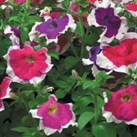 Hulahoop Mix Petunia