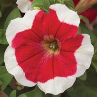 Hulahoop Red Petunia