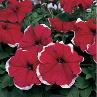 Hulahoop Rose Petunia