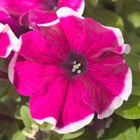 Hulahoop Velvet Petunia