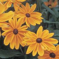 Indian Summer Rudbeckia