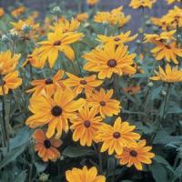 Indian Summer Rudbeckia