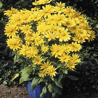 Prairie Sun Rudbeckia