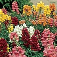 Sonnet Mix Snapdragon