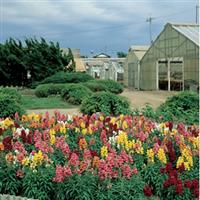 Sonnet Mix Snapdragon