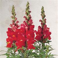 Sonnet Orange Scarlet Snapdragon