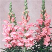 Sonnet Pink Snapdragon