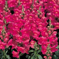 Sonnet Rose Snapdragon