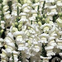 Sonnet White Snapdragon